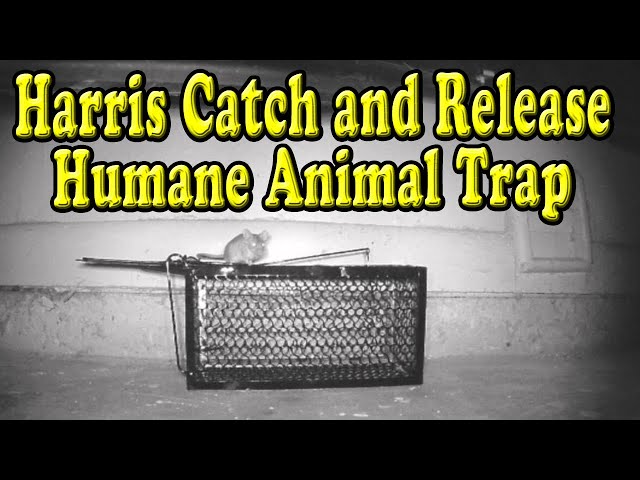 Harris Catch and Release Humane Small Squirrel/Rat Cage Rat Traps in the  Animal & Rodent Control department at