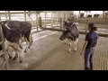 Stockmanship Part 4 Moving Cows More Effectively