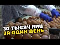 Дагестанская птицефабрика увеличила производство яиц до 20 млн