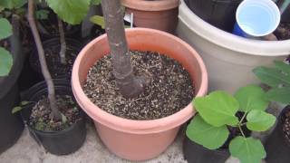 Growing Babaco in a container