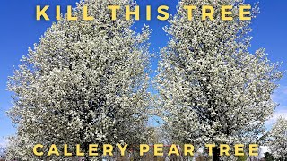 Why You Should NOT Grow The Callery / Bradford Pear Tree