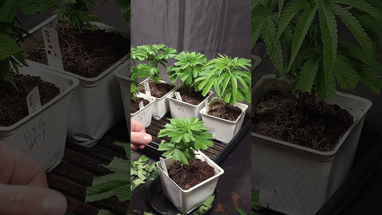 Doing a little trmming.... Apparently this is what happens when I am bored and have extra clones