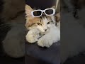 kya app y jante h😳 #cat #cute
