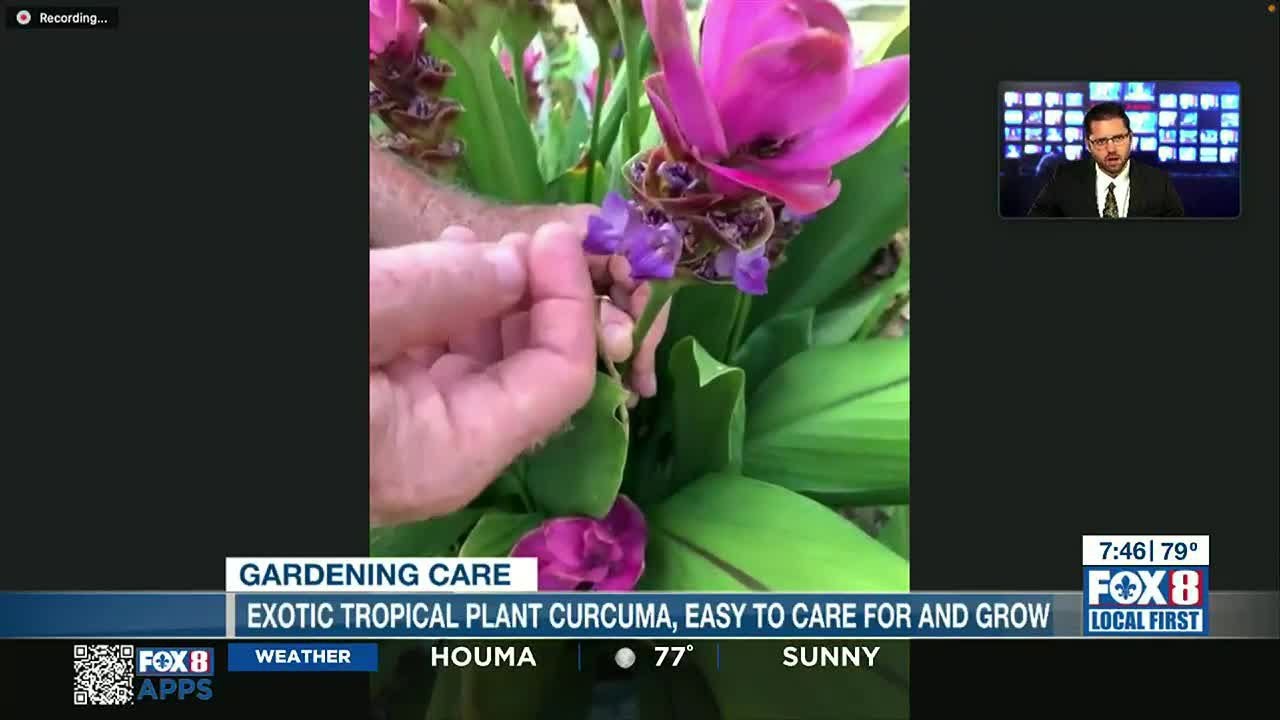 LSU's Dr. Joe Willis on how to care for the exotic tropical plant curcuma