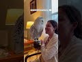 A tiny snowy owl chick was screaming #shorts