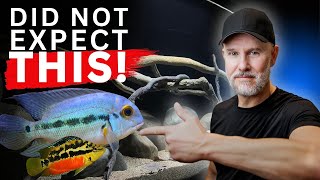 Adding Dream Fish To 10-Foot Cichlid Tank