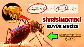 Kuran'da Pek Çok Kişinin Bilmediği Sivrisinek Mucizesi! Bilim Adamları Şokta! İlk Defa Duyacaksınız! Resimi