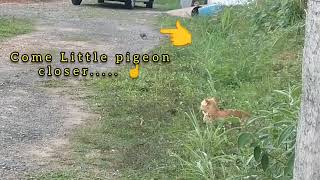 My Pet Snipers Mission