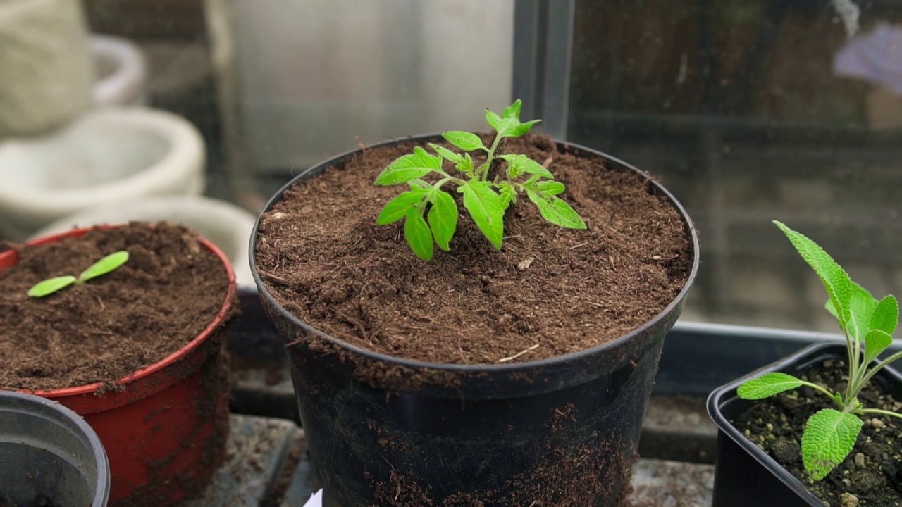 Kryddjurtanámskeið með Auði I. Ottesen