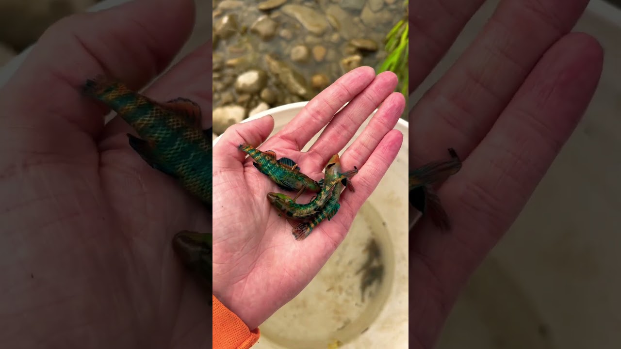 Micro fishing RAINBOW FISH 😱 