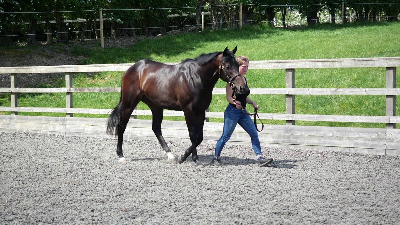Church Farm & Horse Park Stud Shalaa x Souville YouTube