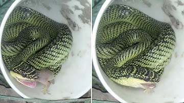 Golden Tree Snake Swallows Live Lizard