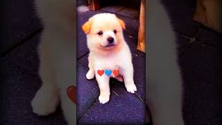cutipie❤️🥰 #doglover #love #fun #animals #goldenretreiver #cutepuppy #humanbestfriend
