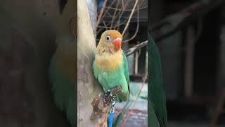 #parrot #yourubeshorts #knowledge #talkingparot #lovebirds #birds #vibrantbirds #lovesigns #pets