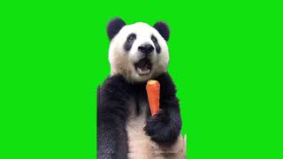 Eating Panda Meme Green Screen Template