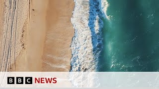 Can 3D Printed Sea Walls Protect Marine Wildlife In Miami? Bbc News