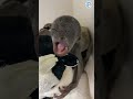 Baby Howler Monkey Does World's Biggest Yawn  #animals #monkeys #wildlife #aww