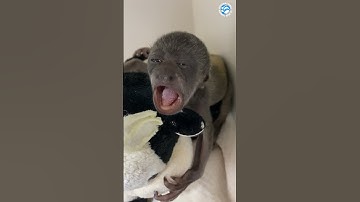 Baby Howler Monkey Does World