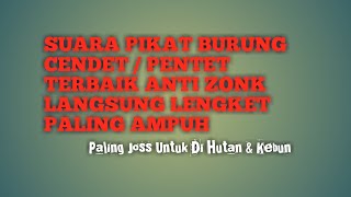 Suara Pikat Cendet Betina Memanggil Jantan Mp3 Terbaik #HKBFPainan