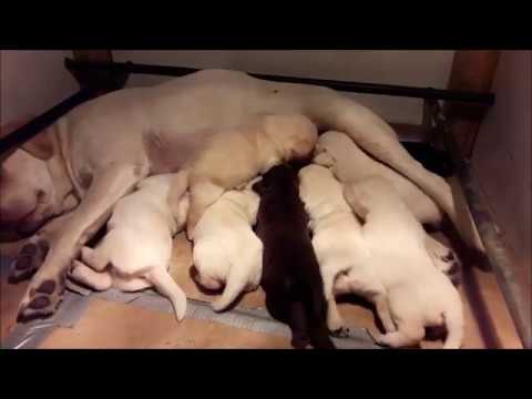 Video: Hartworm Bij Puppy's: Wanneer Moet U Beginnen Met Het Voorkomen Van Hartworm Bij Puppy's?
