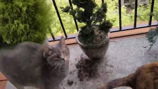 KitkatSongs Winnie the Pooh Up Down Touch the Ground parody/loving tribute