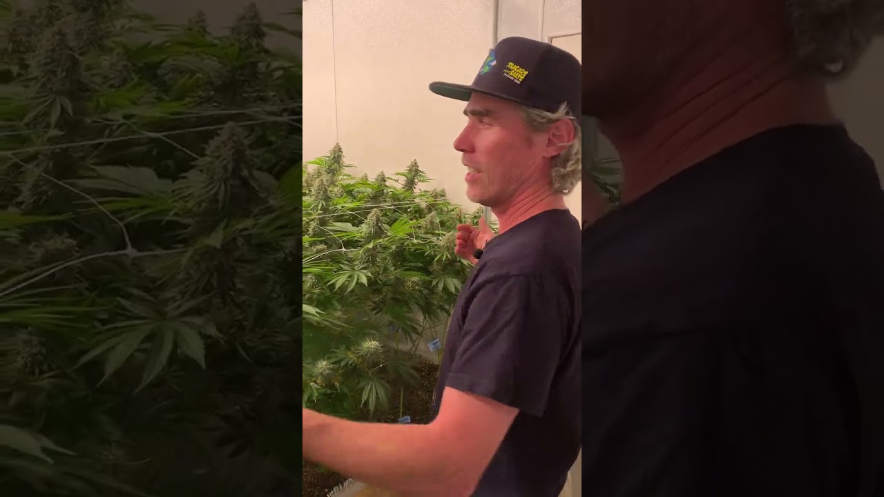 Inside Loud Trees legacy indoor living soil grow - We Grow Different