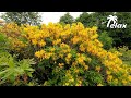 Wild Rhododendron Blooming in the Mountains and the Sound of Crickets