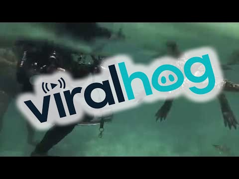 Swimming with a Saltwater Crocodile || ViralHog