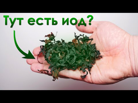 Сколько Йода я получу из обычных ВОДОРОСЛЕЙ?