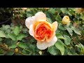 Roses June  14th evening Hereford UK