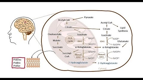 IDH1 mutation, histology, and treatment of tissue metabolites in diffuse glioma