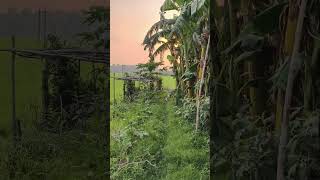 Beautiful Nature #promotion #sunset #sunday #nature #love #villagelife #village #shorts #ytshorts#yt