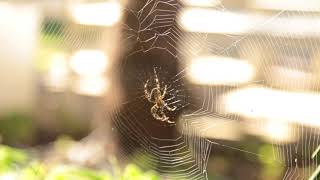 Free HD Stock Video - Spider