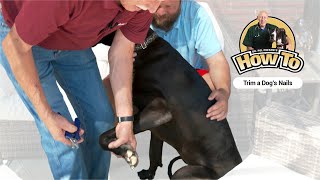 Dr. Pol Presents  How To Trim A Dogs Nails
