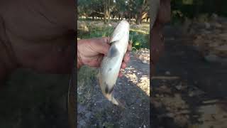 Vid 20210821 185334Kanlıca Devrez Cayı