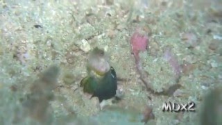 Pygmy Jawfish building burrow