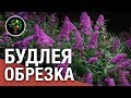 Будлея: обрезка для повторного цветения