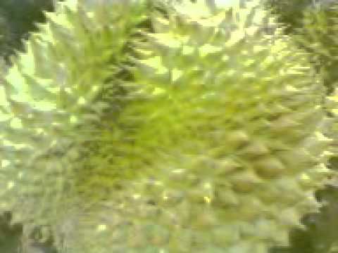 Durian terbesar di dunia 20 kg YouTube Durian terbesar di dunia 20 kg YouTube