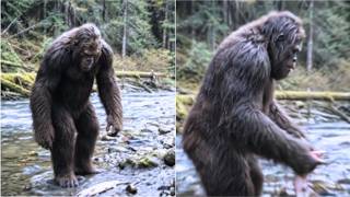 Forest Ranger's Final Report Before Retirement—"I've Been Protecting Bigfoot Here 31 Years"