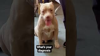 Ascitis in dogs