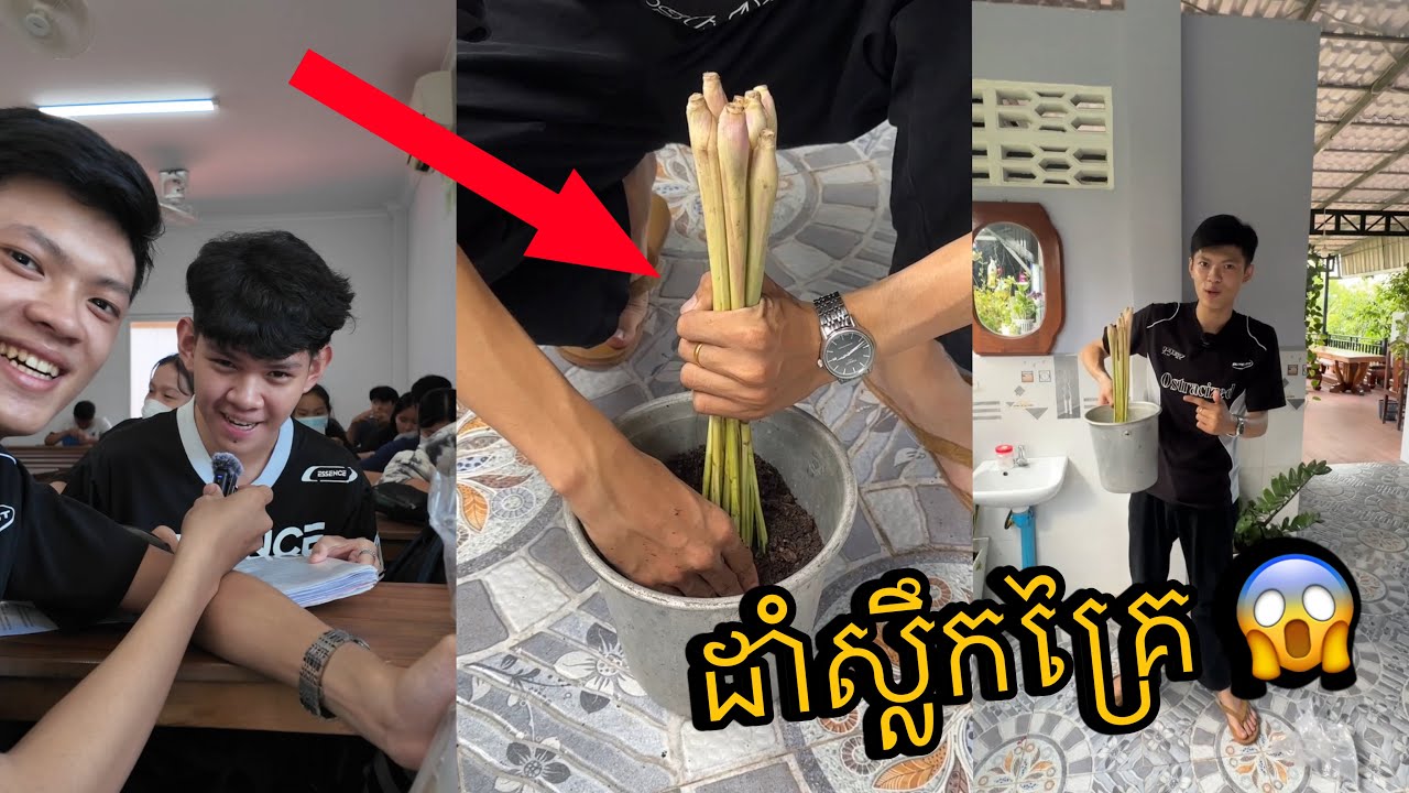 ដាំគល់ស្លឹកគ្រៃបញ្ច្រាសចុង 😱🤣 (ជឿ ឬ អត់ជឿ)