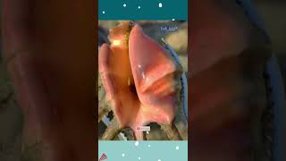 Live Sea food catching #shorts #viralshort #trendingshorts