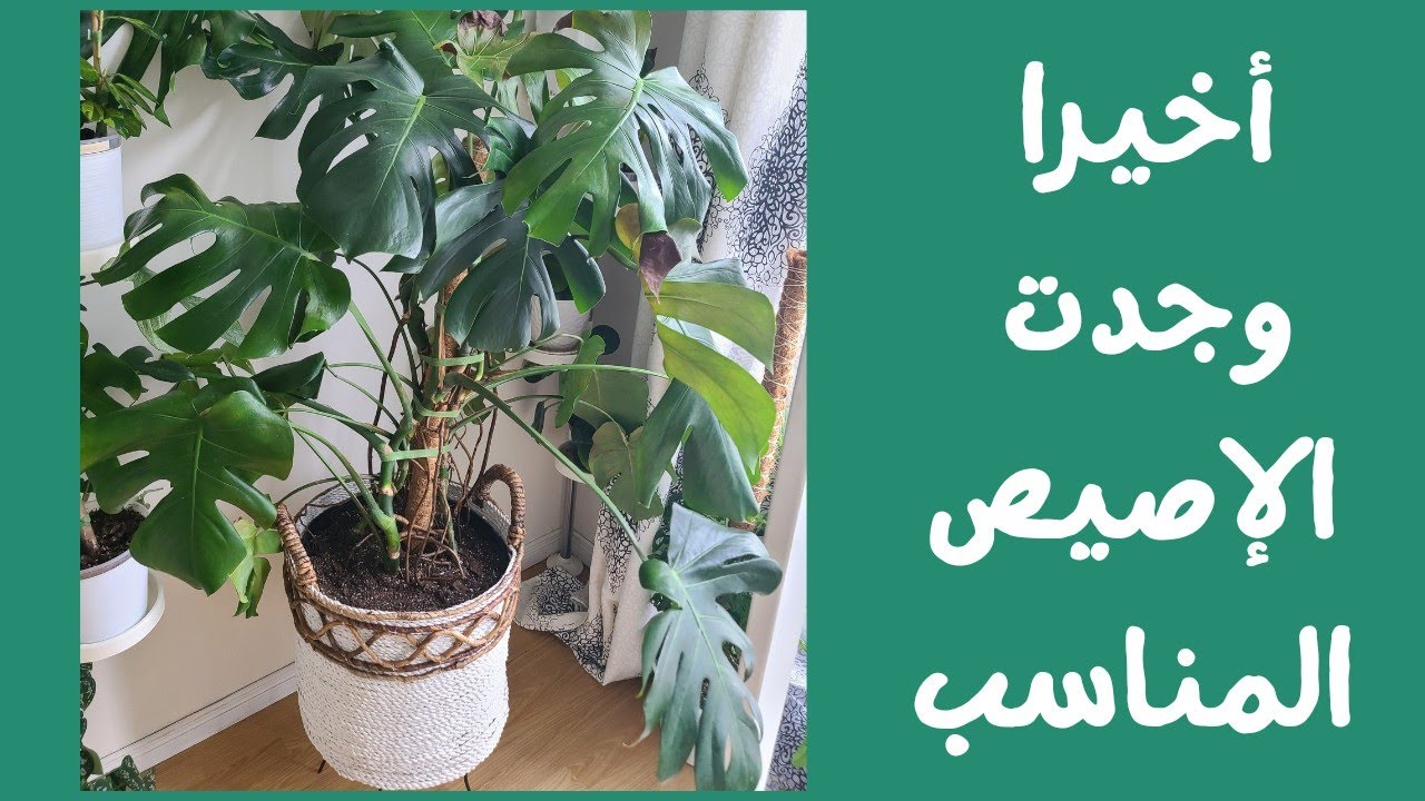أخيرا اهتممت بنبتة القفص الصدري monstera deliciosa plant report and care