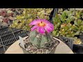 Echinocactus horizonthalonius - цветение кактуса