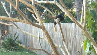 Magpie playing with food