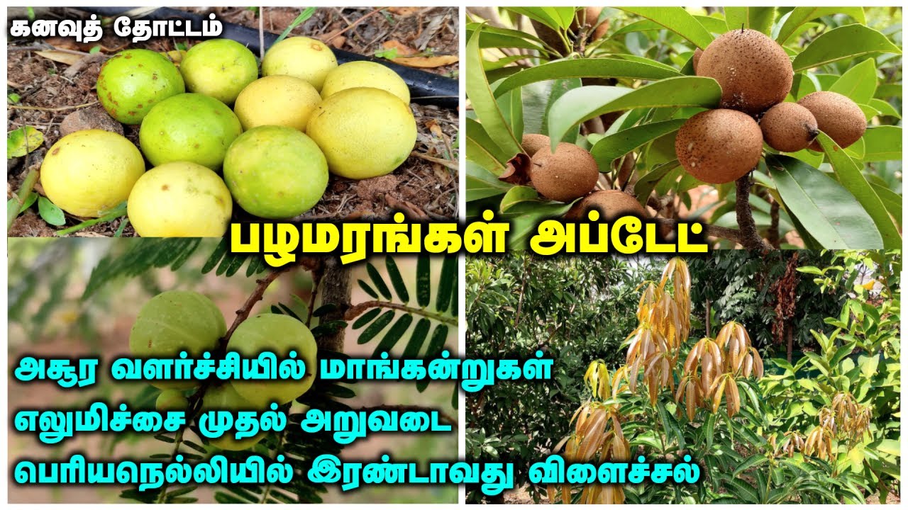 கனவுத் தோட்டம் | பழமரங்கள் வளர்ச்சி & விளைச்சல் | அசூர வளர்ச்சியில் மா, எலுமிச்சை முதல் அறுவடை