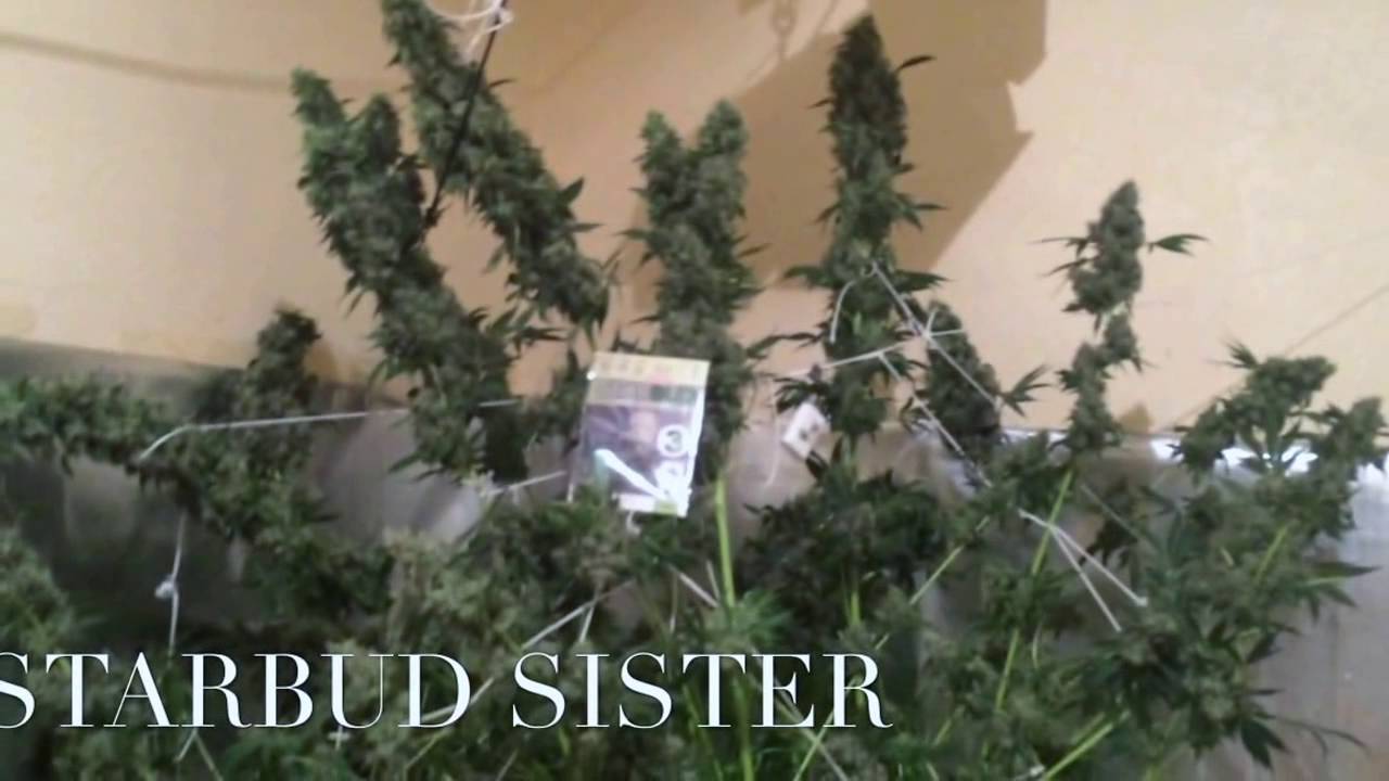 STARBUD SISTER HORTILAB HYDRO