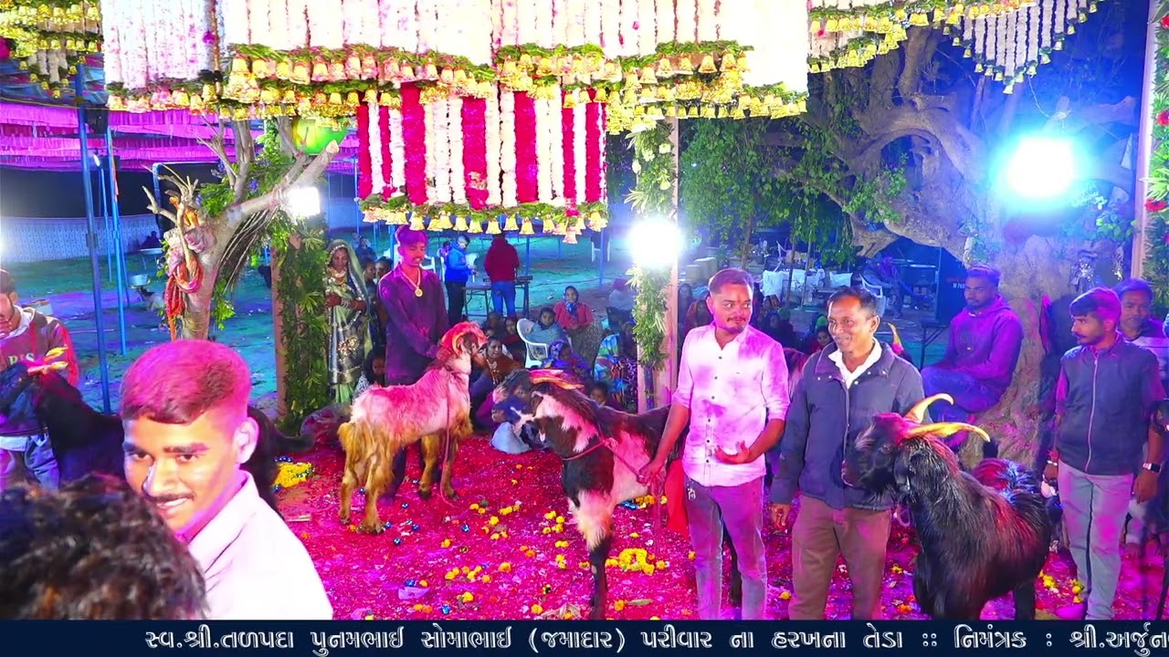 Gutal Mataji /All Live / Ajay Talpada/2025 11 12 03 12 18