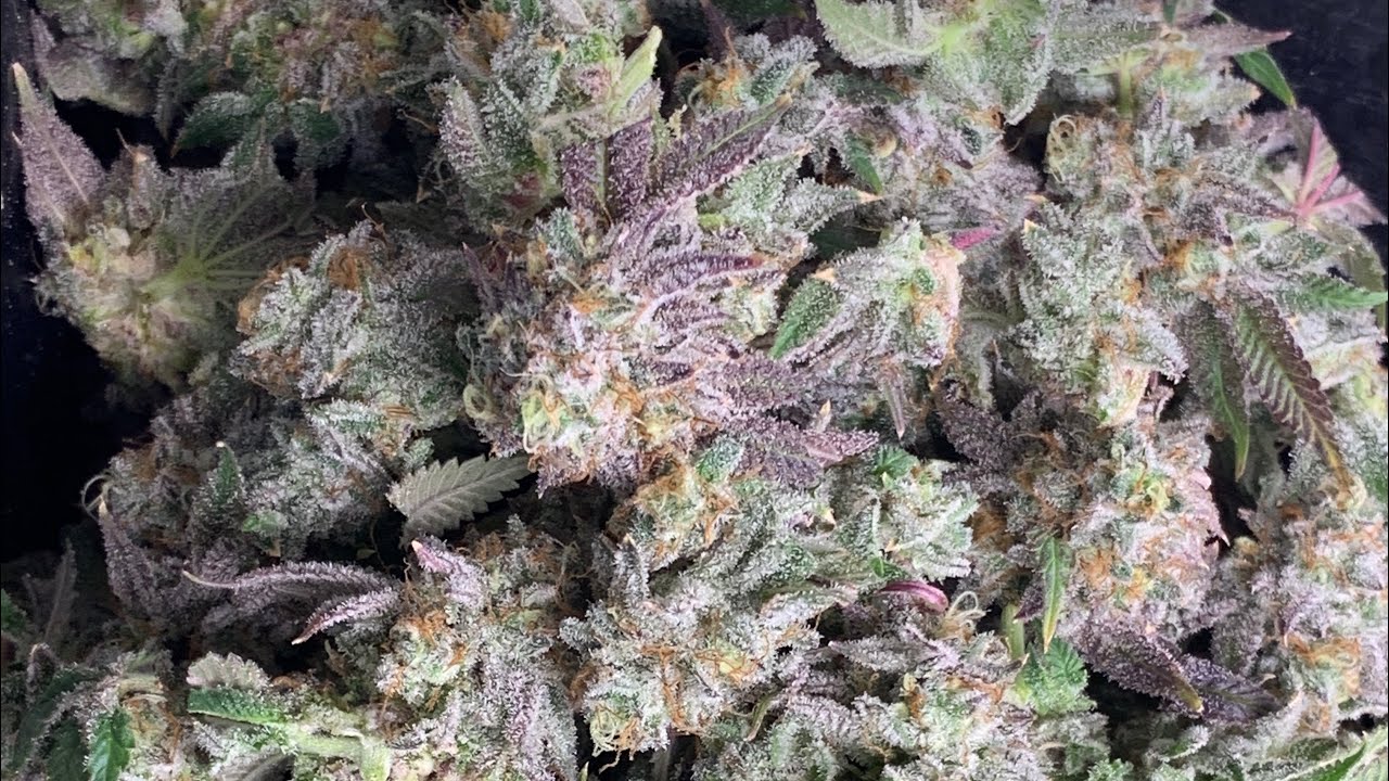 Organic Living Soil Medical Cannabis Grow Harvesting Tropicana Cookies & Fruity Pebbles OG for Rosin