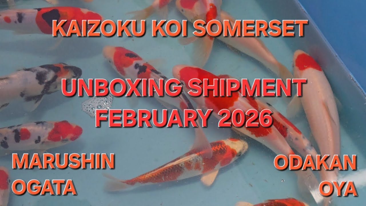 Распаковка фигурки карпа KAIZAKU KOI SOMERSET, февраль 2026 г., доставка из Японии.